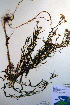  (Euthamia caroliniana - CCDB-18322-F10)  @11 [ ] CreativeCommons - Attribution Non-Commercial Share-Alike (2012) CBG Photography Group Unspecified
