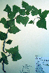  (Betula kenaica - CCDB-18325-C1)  @11 [ ] CreativeCommons - Attribution Non-Commercial Share-Alike (2012) CBG Photography Group Unspecified