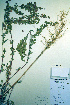  (Atriplex hortensis - CCDB-18328-G10)  @11 [ ] CreativeCommons - Attribution Non-Commercial Share-Alike (2012) CBG Photography Group Unspecified