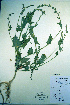  (Atriplex heterosperma - CCDB-18328-F10)  @11 [ ] CreativeCommons - Attribution Non-Commercial Share-Alike (2012) CBG Photography Group Unspecified