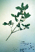  (Menziesia ferruginea - CCDB-18329-D8)  @11 [ ] CreativeCommons - Attribution Non-Commercial Share-Alike (2012) CBG Photography Group Unspecified