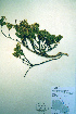  (Phyllodoce glanduliflora - CCDB-18329-F9)  @11 [ ] CreativeCommons - Attribution Non-Commercial Share-Alike (2012) CBG Photography Group Unspecified