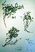  (Vaccinium scoparium - CCDB-18329-G11)  @11 [ ] CreativeCommons - Attribution Non-Commercial Share-Alike (2012) CBG Photography Group Unspecified