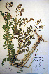  (Astragalus robbinsii - CCDB-18330-E2)  @11 [ ] CreativeCommons - Attribution Non-Commercial Share-Alike (2012) CBG Photography Group Unspecified