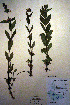  (Stachys palustris - CCDB-18331-D10)  @11 [ ] CreativeCommons - Attribution Non-Commercial Share-Alike (2012) CBG Photography Group Unspecified