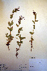  (Epilobium alsinifolium - CCDB-18332-F4)  @11 [ ] CreativeCommons - Attribution Non-Commercial Share-Alike (2012) CBG Photography Group Unspecified