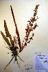  (Rumex arcticus - CCDB-18333-D7)  @11 [ ] CreativeCommons - Attribution Non-Commercial Share-Alike (2012) CBG Photography Group Unspecified