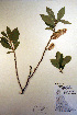  (Salix scouleriana - CCDB-18341-H2)  @11 [ ] CreativeCommons - Attribution Non-Commercial Share-Alike (2012) CBG Photography Group Unspecified