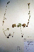  (Suksdorfia ranunculifolia - CCDB-18342-H3)  @11 [ ] CreativeCommons - Attribution Non-Commercial Share-Alike (2012) CBG Photography Group Unspecified
