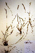  (Bromus sitchensis - CCDB-18344-A3)  @11 [ ] CreativeCommons - Attribution Non-Commercial Share-Alike (2012) CBG Photography Group Unspecified
