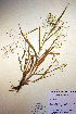  (Panicum gattingeri - CCDB-18344-B10)  @11 [ ] CreativeCommons - Attribution Non-Commercial Share-Alike (2012) CBG Photography Group Unspecified