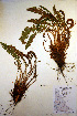  (Dryopteris fragrans - CCDB-18347-G5)  @13 [ ] CreativeCommons - Attribution Non-Commercial Share-Alike (2012) CBG Photography Group Unspecified