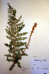  (Polystichum braunii - CCDB-18347-G6)  @13 [ ] CreativeCommons - Attribution Non-Commercial Share-Alike (2012) CBG Photography Group Unspecified