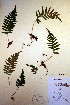  (Polypodium glycyrrhiza - CCDB-18347-E7)  @12 [ ] CreativeCommons - Attribution Non-Commercial Share-Alike (2012) CBG Photography Group Unspecified