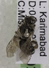  (Lasioglossum dynastes - CCDB-15252 F01)  @13 [ ] CreativeCommons - Attribution Non-Commercial Share-Alike (2012) Packer Collection York University York University