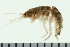  (Aoroides sp - BCAMP0086)  @13 [ ] CreativeCommons - Attribution (2008) Unspecified Centre for Biodiversity Genomics