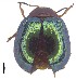  (Plagiodera - C8514)  @15 [ ] CreativeCommons  Attribution Non-Commercial Share-Alike (2017) Unspecified Institute for Tropical Biology and Conservation, Universiti Malaysia Sabah