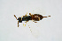  (Roptrocerus brevicornis - BC-ZSM-HYM-20720-D04)  @11 [ ] CreativeCommons - Attribution Non-Commercial Share-Alike (2015) Unspecified SNSB, Zoologische Staatssammlung Muenchen