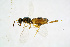  (Roptrocerus mirus - BC-ZSM-HYM-20720-G01)  @14 [ ] CreativeCommons - Attribution Non-Commercial Share-Alike (2015) Unspecified SNSB, Zoologische Staatssammlung Muenchen