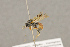  (Tryphon duplicatus - BC-ZSM-HYM-22281-A08)  @13 [ ] CreativeCommons - Attribution Non-Commercial Share-Alike (2016) SNSB, Staatliche Naturwissenschaftliche Sammlungen Bayerns ZSM (SNSB, Zoologische Staatssammlung Muenchen)