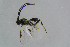  (Protapanteles andromica - BC-ZSM-HYM-23870-F07)  @14 [ ] CreativeCommons - Attribution Non-Commercial Share-Alike (2015) Stefan Schmidt SNSB, Zoologische Staatssammlung Muenchen