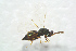  (Tetrastichus delvarei - BC-ZSM-HYM-25459-G08)  @12 [ ] CreativeCommons - Attribution Non-Commercial Share-Alike (2015) Stefan Schmidt SNSB, Zoologische Staatssammlung Muenchen