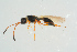  (Trichopria verticillata - BC-ZSM-HYM-25934-E11)  @14 [ ] CreativeCommons - Attribution Non-Commercial Share-Alike (2016) SNSB, Staatliche Naturwissenschaftliche Sammlungen Bayerns ZSM (SNSB, Zoologische Staatssammlung Muenchen)