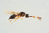  (Trichopria modesta - BC-ZSM-HYM-25935-A12)  @13 [ ] CreativeCommons - Attribution Non-Commercial Share-Alike (2016) SNSB, Staatliche Naturwissenschaftliche Sammlungen Bayerns ZSM (SNSB, Zoologische Staatssammlung Muenchen)