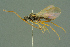  (Aclista dubia - BC-ZSM-HYM-27336-A11)  @11 [ ] CreativeCommons - Attribution Non-Commercial Share-Alike (2016) SNSB, Staatliche Naturwissenschaftliche Sammlungen Bayerns ZSM (SNSB, Zoologische Staatssammlung Muenchen)