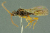  (Aclista elevata - BC-ZSM-HYM-27336-B06)  @13 [ ] CreativeCommons - Attribution Non-Commercial Share-Alike (2016) SNSB, Staatliche Naturwissenschaftliche Sammlungen Bayerns ZSM (SNSB, Zoologische Staatssammlung Muenchen)