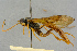  (Notopygus flavicornis - BC-ZSM-HYM-27442-C08)  @11 [ ] CreativeCommons - Attribution Non-Commercial Share-Alike (2016) SNSB, Staatliche Naturwissenschaftliche Sammlungen Bayerns ZSM (SNSB, Zoologische Staatssammlung Muenchen)