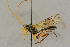  (Xenoschesis fulvicornis - BC-ZSM-HYM-27442-D06)  @14 [ ] CreativeCommons - Attribution Non-Commercial Share-Alike (2016) SNSB, Staatliche Naturwissenschaftliche Sammlungen Bayerns ZSM (SNSB, Zoologische Staatssammlung Muenchen)