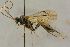  (Euryproctus annulatus - BC-ZSM-HYM-27442-F05)  @12 [ ] CreativeCommons - Attribution Non-Commercial Share-Alike (2016) SNSB, Staatliche Naturwissenschaftliche Sammlungen Bayerns ZSM (SNSB, Zoologische Staatssammlung Muenchen)