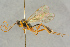  (Mesoleptidea - BC-ZSM-HYM-27443-E06)  @15 [ ] CreativeCommons - Attribution Non-Commercial Share-Alike (2016) SNSB, Staatliche Naturwissenschaftliche Sammlungen Bayerns ZSM (SNSB, Zoologische Staatssammlung Muenchen)