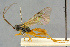  ( - BC-ZSM-HYM-27443-F06)  @11 [ ] CreativeCommons - Attribution Non-Commercial Share-Alike (2016) SNSB, Staatliche Naturwissenschaftliche Sammlungen Bayerns ZSM (SNSB, Zoologische Staatssammlung Muenchen)