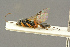  (Isadelphus coriarius - BC-ZSM-HYM-27451-A05)  @13 [ ] CreativeCommons - Attribution Non-Commercial Share-Alike (2016) SNSB, Staatliche Naturwissenschaftliche Sammlungen Bayerns ZSM (SNSB, Zoologische Staatssammlung Muenchen)