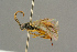  (Oresbius bipunctatus - BC-ZSM-HYM-27451-D01)  @13 [ ] CreativeCommons - Attribution Non-Commercial Share-Alike (2016) SNSB, Staatliche Naturwissenschaftliche Sammlungen Bayerns ZSM (SNSB, Zoologische Staatssammlung Muenchen)