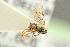  (Adelognathus tetratinctorius - BC-ZSM-HYM-27452-E01)  @11 [ ] CreativeCommons - Attribution Non-Commercial Share-Alike (2016) SNSB, Staatliche Naturwissenschaftliche Sammlungen Bayerns ZSM (SNSB, Zoologische Staatssammlung Muenchen)