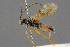  (Trematopygus - BC-ZSM-HYM-27455-B08)  @15 [ ] CreativeCommons - Attribution Non-Commercial Share-Alike (2016) SNSB, Staatliche Naturwissenschaftliche Sammlungen Bayerns ZSM (SNSB, Zoologische Staatssammlung Muenchen)