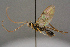  (Scolobates nigerrimus - BC-ZSM-HYM-27455-B12)  @11 [ ] CreativeCommons - Attribution Non-Commercial Share-Alike (2016) SNSB, Staatliche Naturwissenschaftliche Sammlungen Bayerns ZSM (SNSB, Zoologische Staatssammlung Muenchen)