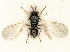  (Tamarixia tremblayi - BC-ZSM-HYM-27493-E06)  @11 [ ] CreativeCommons - Attribution Non-Commercial Share-Alike (2015) Stefan Schmidt SNSB, Zoologische Staatssammlung Muenchen