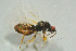  (Holcotetrastichus - BC-ZSM-HYM-27493-F08)  @13 [ ] CreativeCommons - Attribution Non-Commercial Share-Alike (2015) Stefan Schmidt SNSB, Zoologische Staatssammlung Muenchen