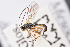  ( - BC-ZSM-HYM-27496-G09)  @12 [ ] CreativeCommons - Attribution Non-Commercial Share-Alike (2018) SNSB, Staatliche Naturwissenschaftliche Sammlungen Bayerns ZSM (SNSB, Zoologische Staatssammlung Muenchen)