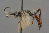  (Ctenichneumon - BC-ZSM-HYM-27497-E10)  @14 [ ] CreativeCommons - Attribution Non-Commercial Share-Alike (2017) SNSB, Staatliche Naturwissenschaftliche Sammlungen Bayerns ZSM (SNSB, Zoologische Staatssammlung Muenchen)