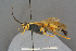  (Diphyus amatorius - BC-ZSM-HYM-27497-G12)  @14 [ ] CreativeCommons - Attribution Non-Commercial Share-Alike (2017) SNSB, Staatliche Naturwissenschaftliche Sammlungen Bayerns ZSM (SNSB, Zoologische Staatssammlung Muenchen)