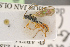  (Eridolius bimaculatus - BC-ZSM-HYM-27497-H08)  @12 [ ] CreativeCommons - Attribution Non-Commercial Share-Alike (2017) SNSB, Staatliche Naturwissenschaftliche Sammlungen Bayerns ZSM (SNSB, Zoologische Staatssammlung Muenchen)