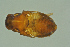  (Platyplectrus laeviscuta - BC-ZSM-HYM-27501-B03)  @11 [ ] CreativeCommons - Attribution Non-Commercial Share-Alike (2016) SNSB, Staatliche Naturwissenschaftliche Sammlungen Bayerns ZSM (SNSB, Zoologische Staatssammlung Muenchen)