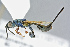  (Dirhinus caerulea - BC-ZSM-HYM-27511-C02)  @11 [ ] CreativeCommons - Attribution Non-Commercial Share-Alike (2016) SNSB, Staatliche Naturwissenschaftliche Sammlungen Bayerns ZSM (SNSB, Zoologische Staatssammlung Muenchen)