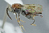  (Chalcidinae - BC-ZSM-HYM-27511-F02)  @14 [ ] CreativeCommons - Attribution Non-Commercial Share-Alike (2016) SNSB, Staatliche Naturwissenschaftliche Sammlungen Bayerns ZSM (SNSB, Zoologische Staatssammlung Muenchen)