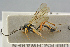  ( - BC-ZSM-HYM-27533-A01)  @15 [ ] CreativeCommons - Attribution Non-Commercial Share-Alike (2016) SNSB, Staatliche Naturwissenschaftliche Sammlungen Bayerns ZSM (SNSB, Zoologische Staatssammlung Muenchen)